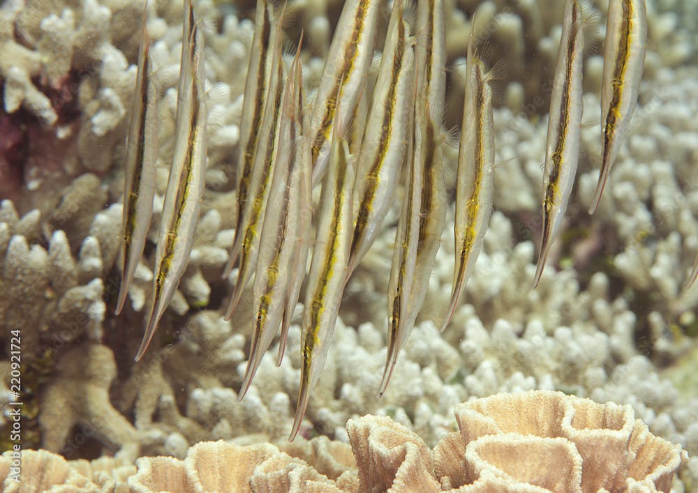 School of  razorfish, Aeoliscus strigatus (Günther 1861) swimming over corals of Bali, Indonesia