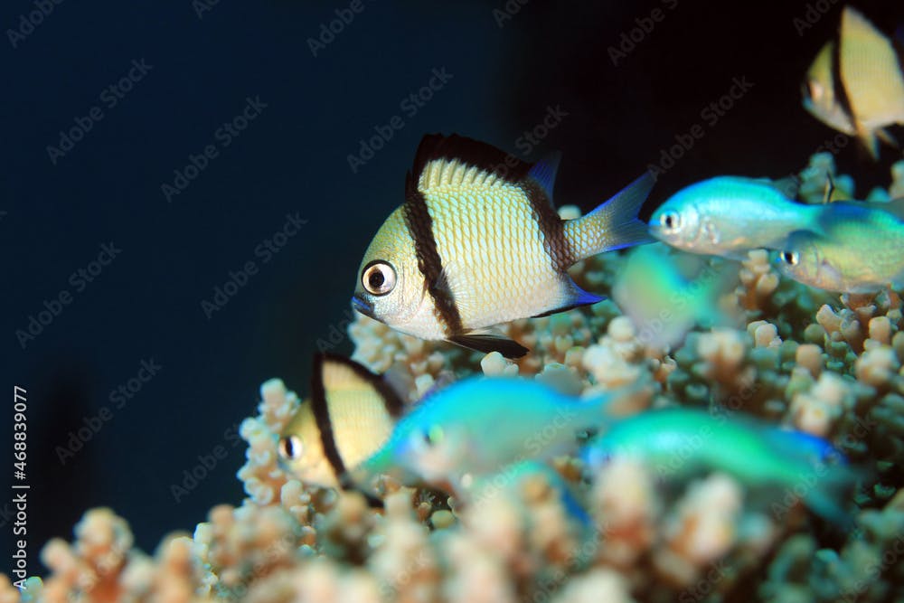 Two-stripe Damsel (Dascyllus reticulatus) on a Coral. Moalboal, Philippines