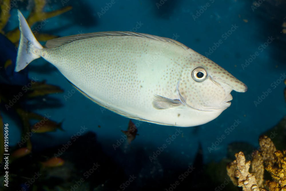 Spotted unicornfish (Naso brevirostris)