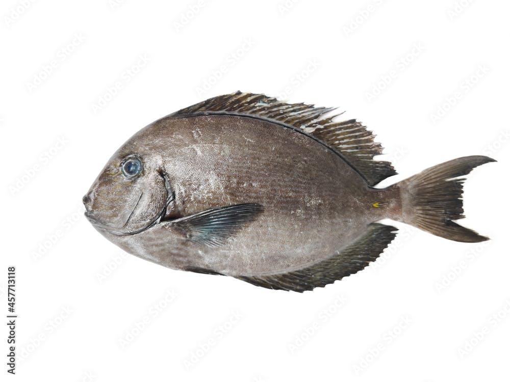 Fresh Labahita fish (Surgeon fish) isolated on white background.Selective focus.