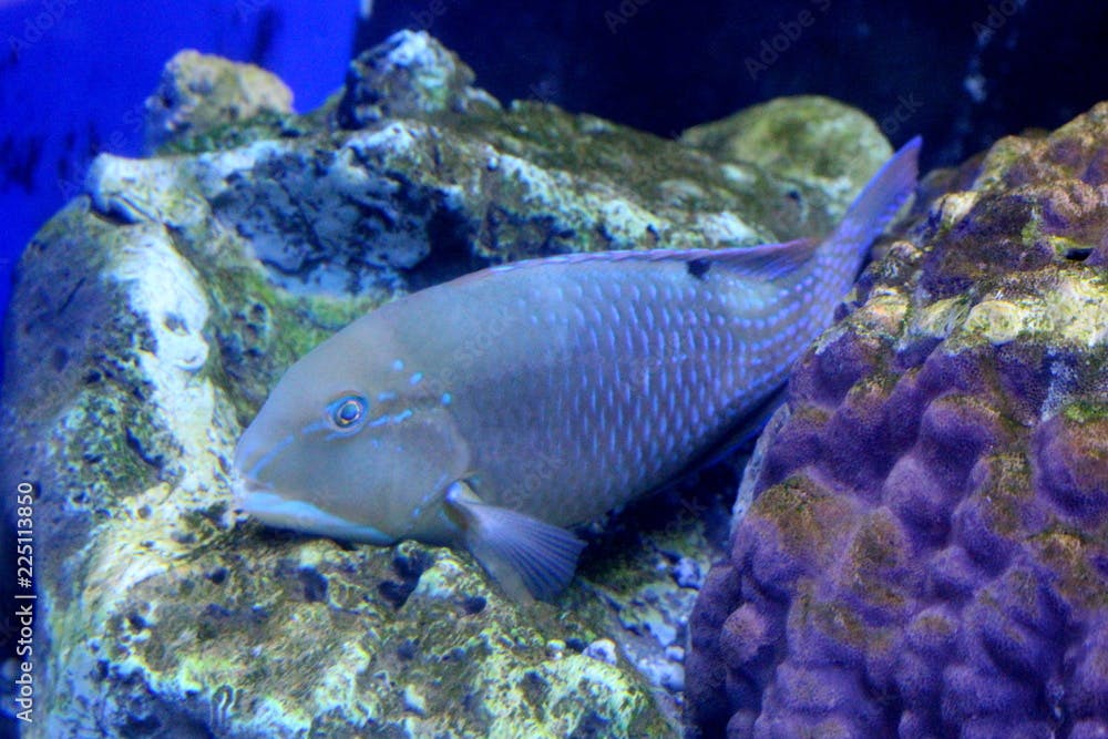 Fish : Blackspot tuskfish (Choerodon schoenleinii)