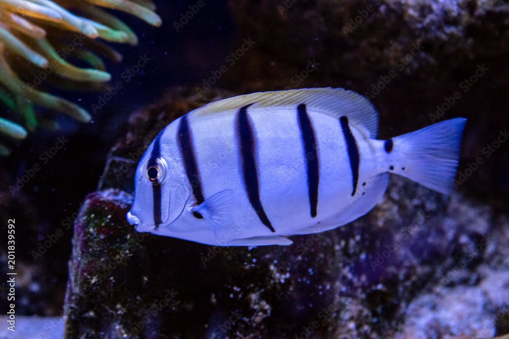  Acanthurus triostegus fish