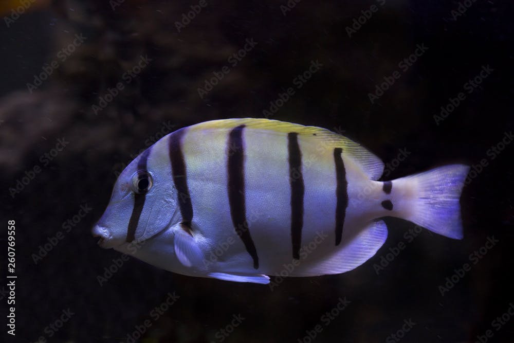 Acanthurus triostegus (convict tang, convict surgeonfish).