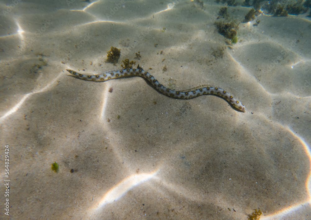 Myrichthys ocellatus (snake eel) at Farol da Barra beach, Salvador, Brazil.