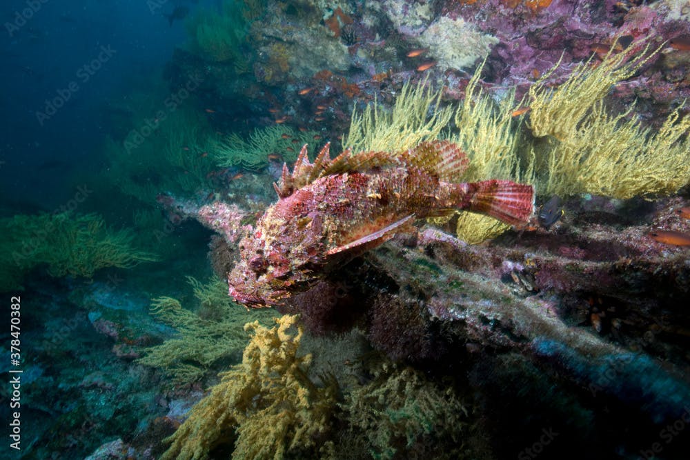 Stone Scorpionfish, Galapagos Islands, Ecuador