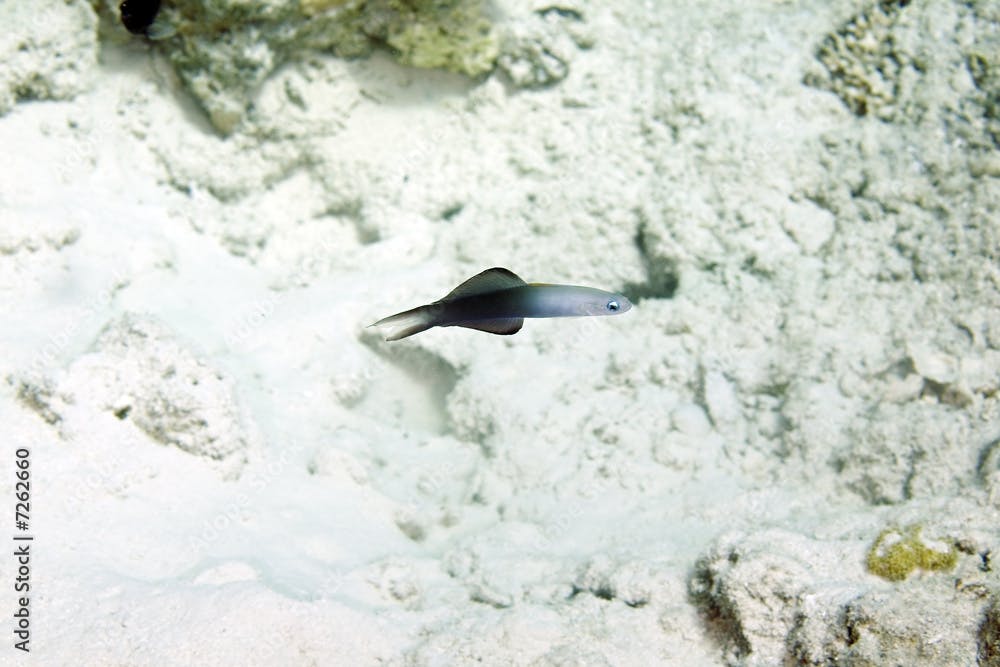 blackfin dartfish (ptereleotris evides)