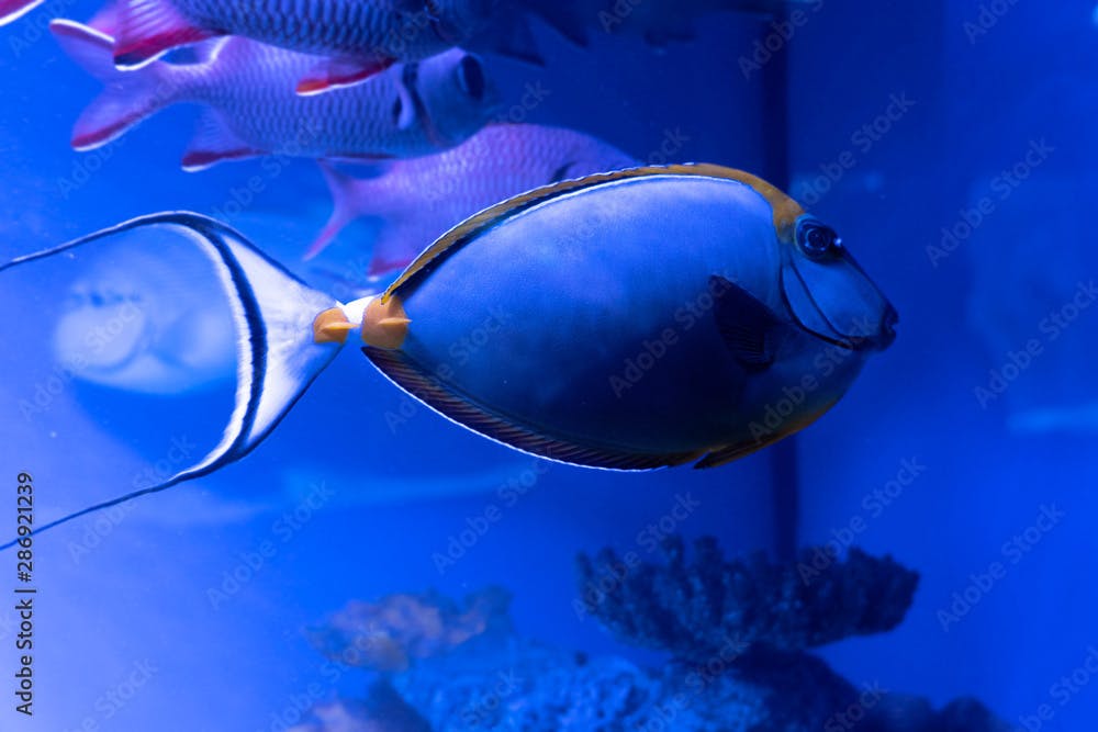 Ctenochaetus marginatus. Exotic tropical blu fish. Closeup.