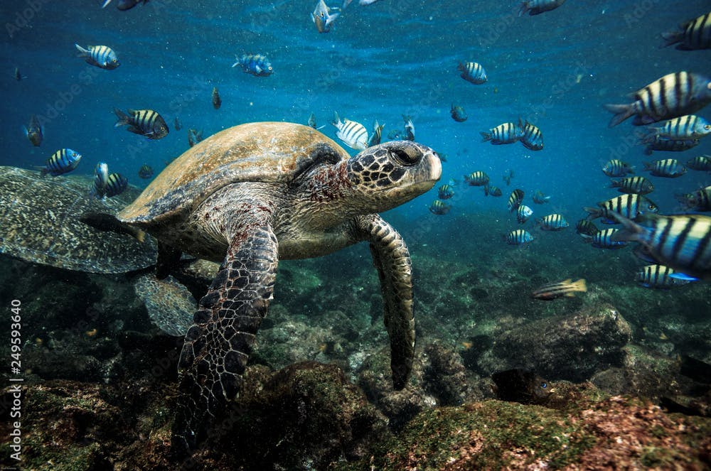 Green sea turtle and sergeant major fish, Galapagos Islands
