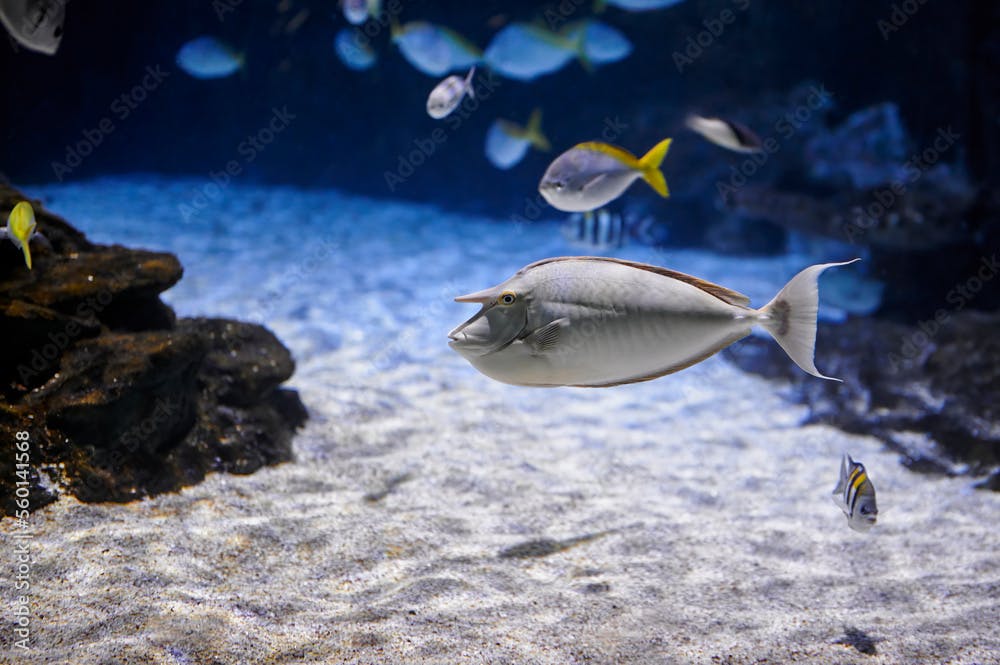 Humpback unicorn fish (naso brachycentron) swimming in an aquarium among other fish and rocks