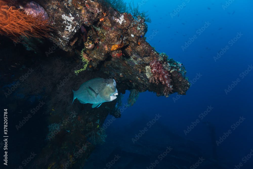 Green humphead parrotfish on Tulamben wreck Bali