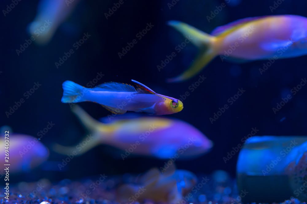 Helfrich's Dartfish or Helfrich's Firefish (Nemateleotris helfrichi) ornamental marine fish from Marshall Island