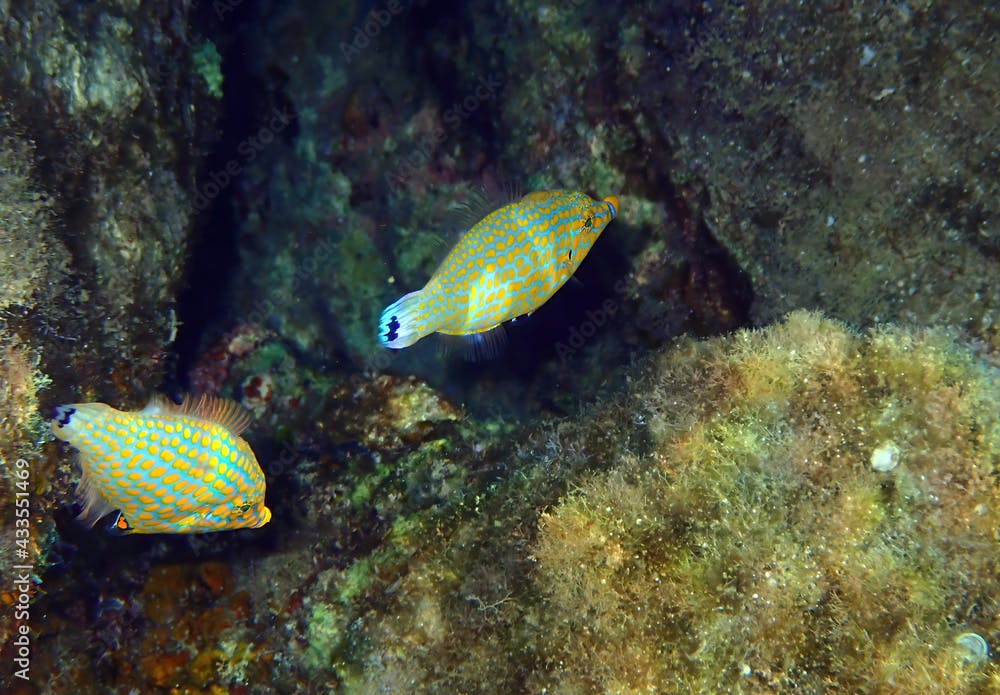 Red Sea long-nose file-fish, scientific name is Oxymonocathus halli. It is small (5-7 cm) marine fish, belonging to family Monacanthidae, inhabits coral reefs in the Red Sea, Middle East.  