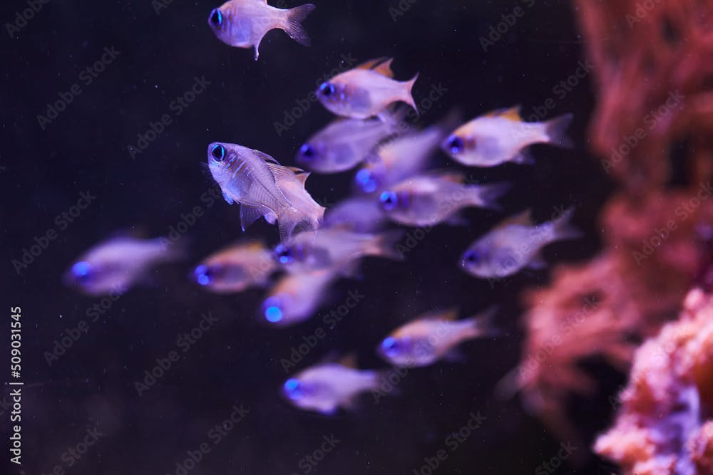 Threadfin cardinalfish (Longspine Cardinalfish, Long-spine Cardinal, Zoramia leptacantha) are swimming in marine aquarium