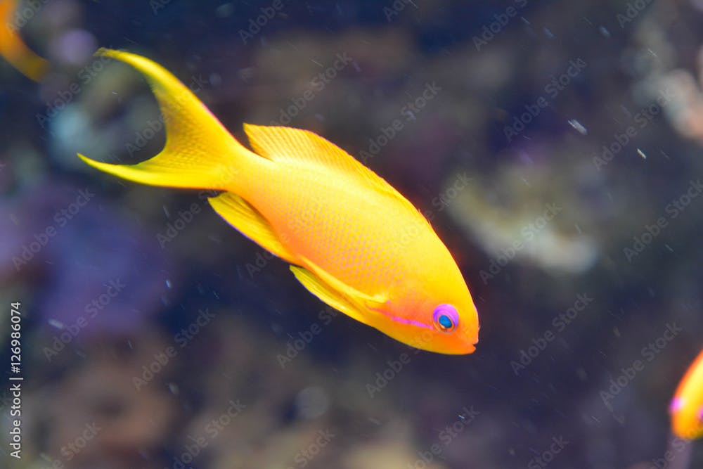 Gelber Fisch im Wasser eines Aquariums