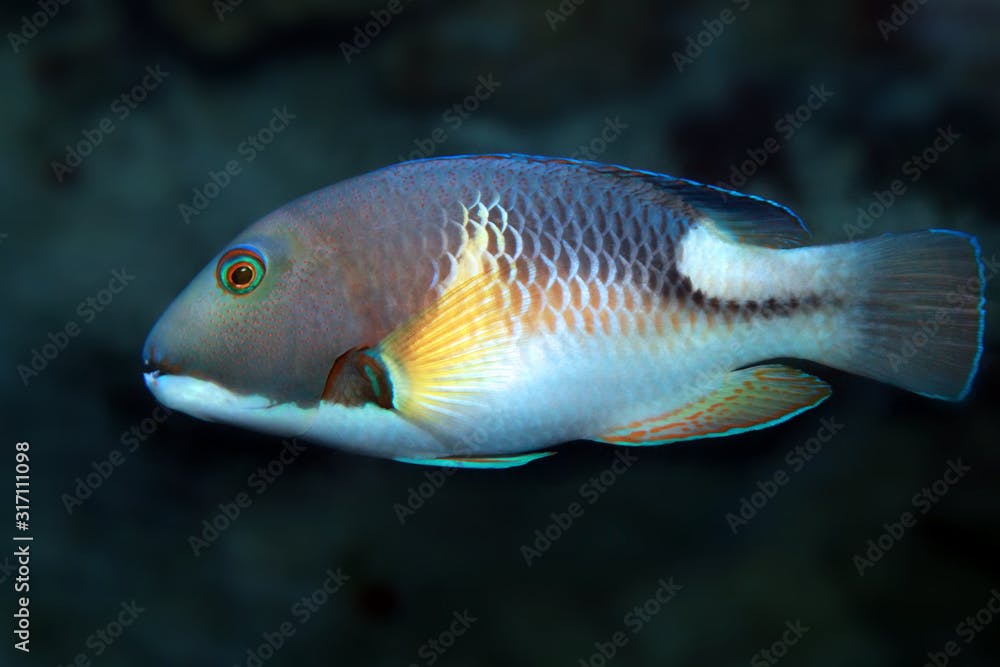 Choerodon anchorago or orange-dotted tuskfish (Anchor trunkfish) marine fish