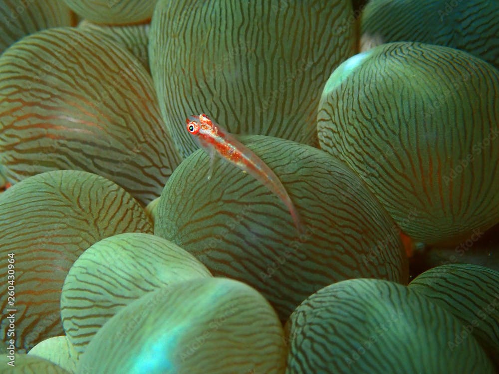 Underwater extreme close up view of small goby fish sheltering in brain coral reefs.       
