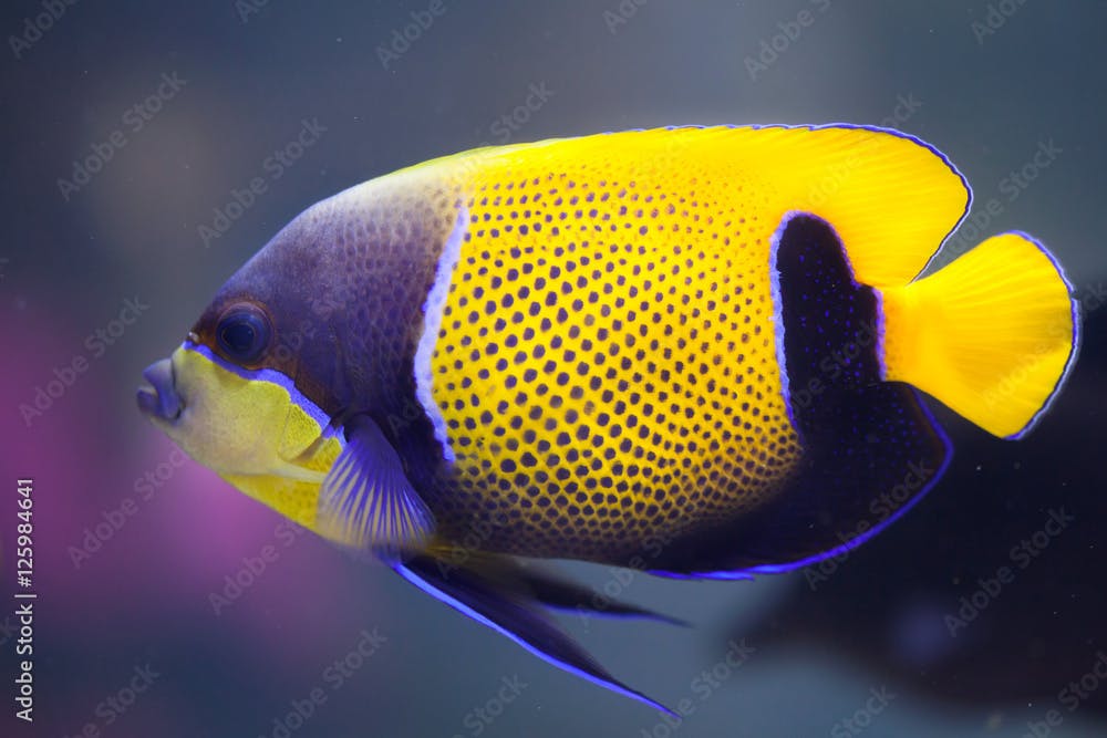 Blue-girdled angelfish (Pomacanthus navarchus)