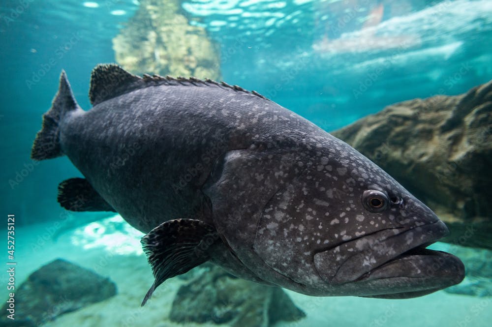 A giant grouper (Epinephelus lanceolatus), also known as the Queensland grouper, brindle grouper or mottled-brown sea bass, swimming underwater