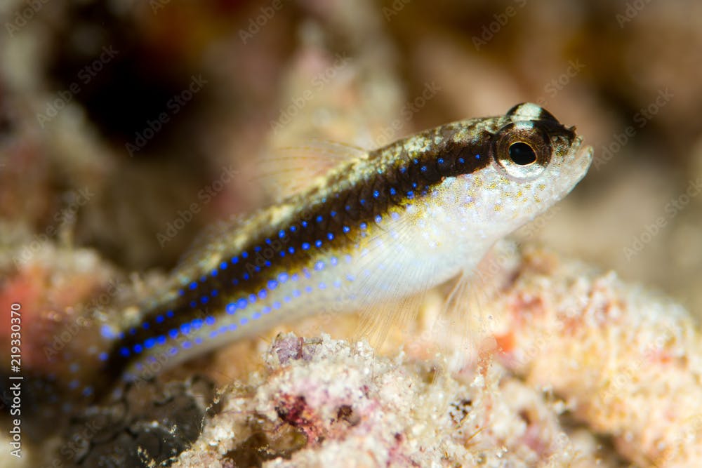 striped goby fish