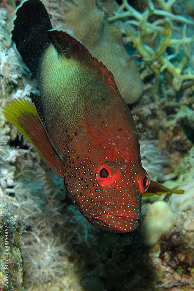 Halfspotted grouper (cephalopholis hemistiktos)