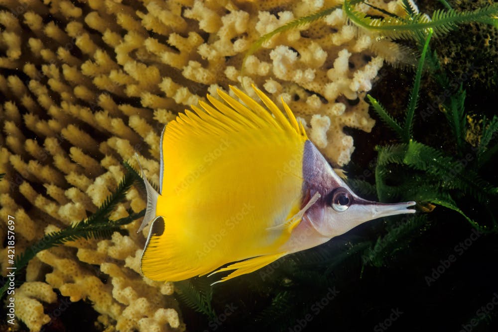 Forcipiger longirostris, commonly known as the longnose butterflyfish or big longnose butterflyfish