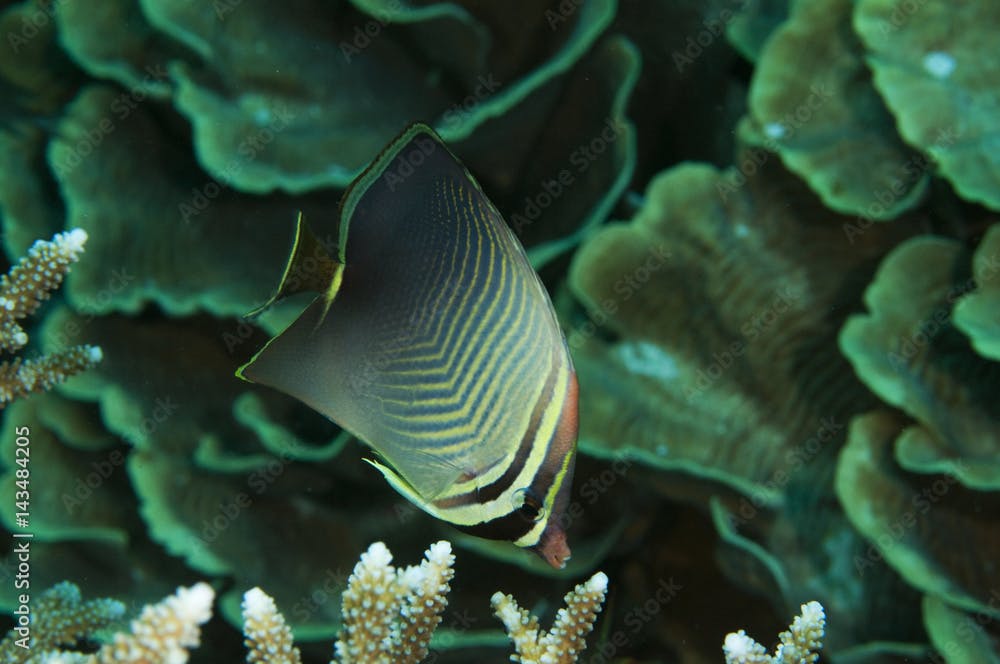 Eastern triangle butterflyfish, Chaetodon baronessa, Sulawesi Indonesia.