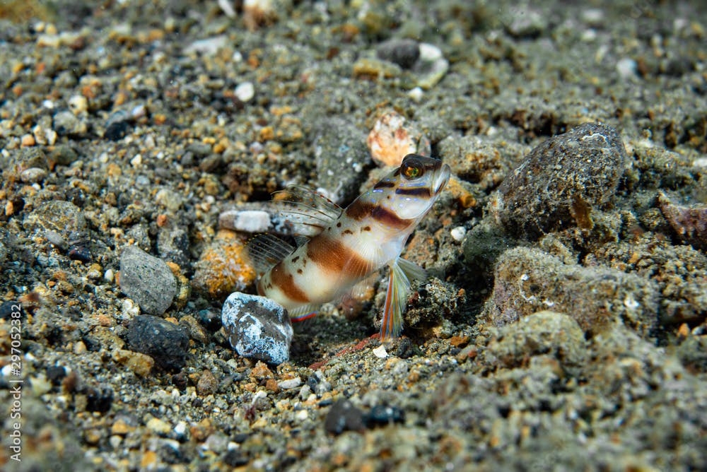 Diagonal Shrimp-Goby Amblyeleotris diagonalis