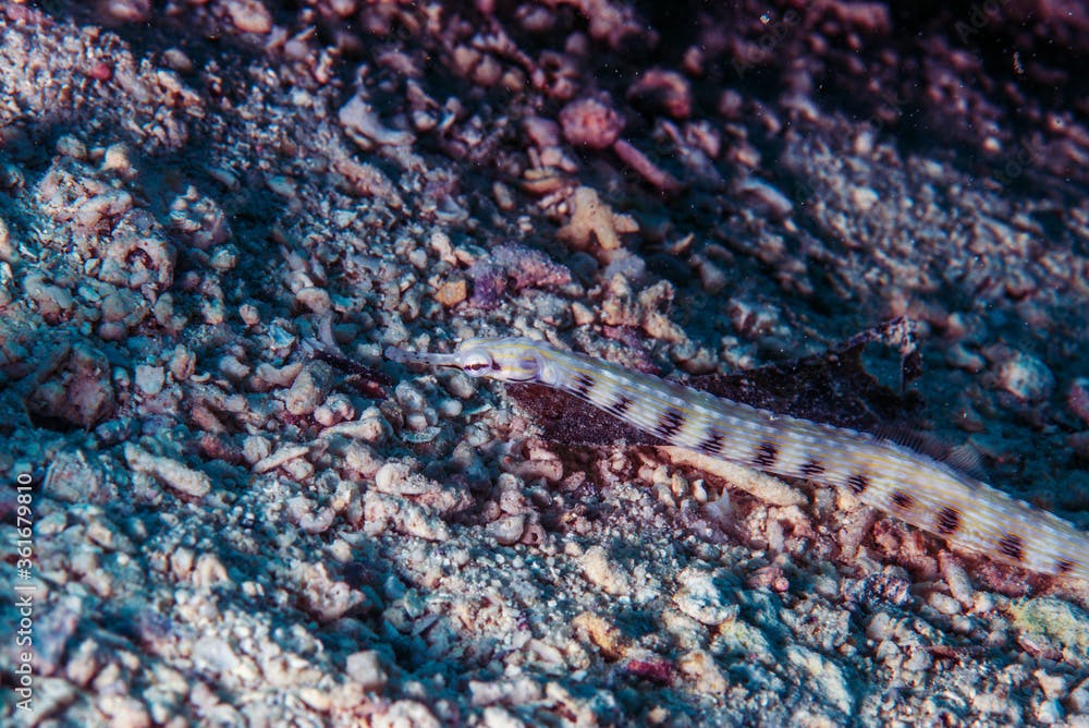 イシヨウジ・Scribbled pipefish、Corythoichthys intestinalis (Ramsay, 1881)。ミクロネシア連邦ヤップ島
