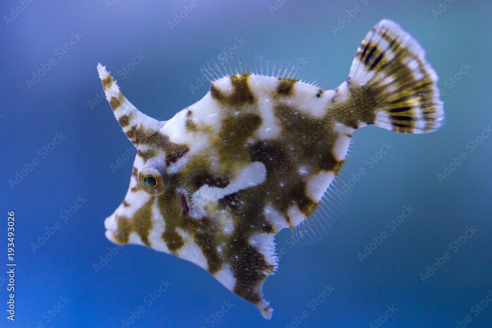 Acreichthys tomentosus Seegras- oder Tangfeilenfisch