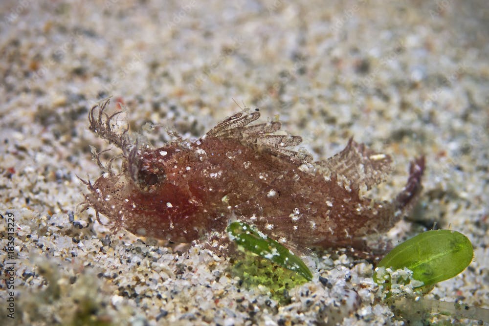 Young Ambon Scorpionfish, Junger Ambon Skorpionfisch (Pteroidichthys amboinensis)