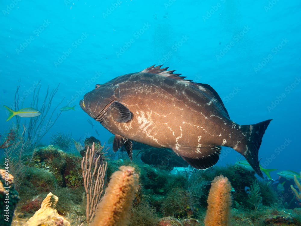 big black grouper (Mycteroperca bonaci)