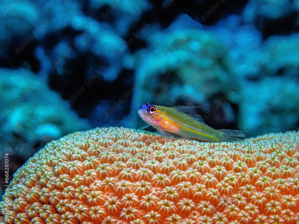 Coryphopterus lipernes, the peppermint goby,