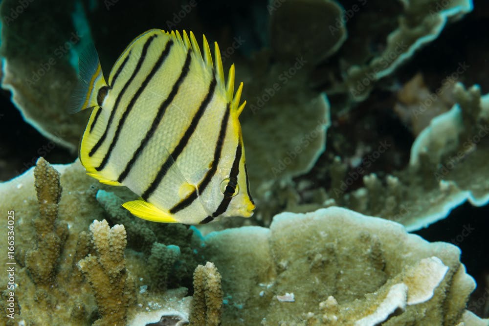 Falterfisch am Korallenriff
