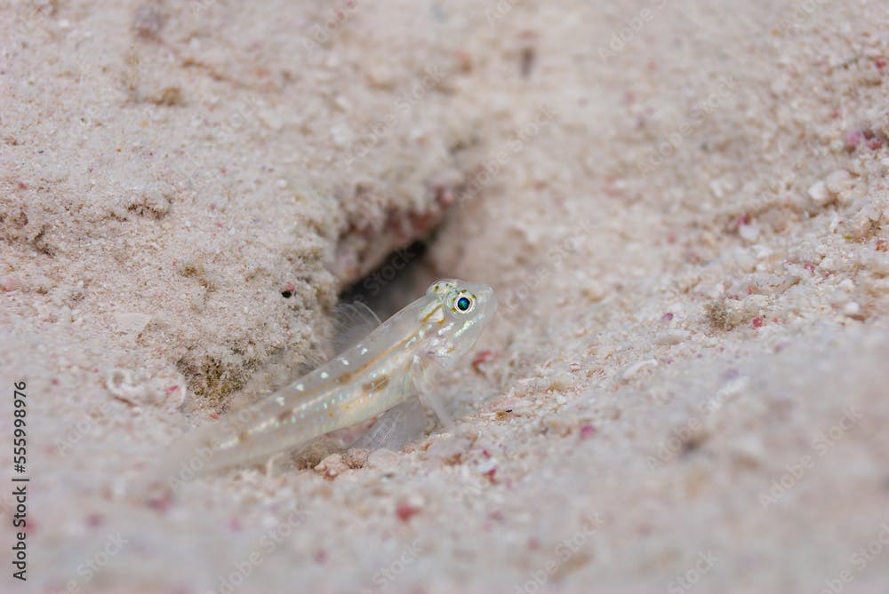 Bridled Goby Coryphopterus glaucofraenum perched next to sand burrow Bonaire