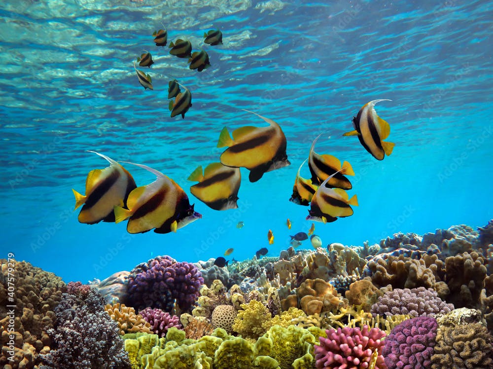 Shoal of Pennant coralfish (Heniochus acuminatus, longfin bannerfish) on a background of blue water in tropical sea