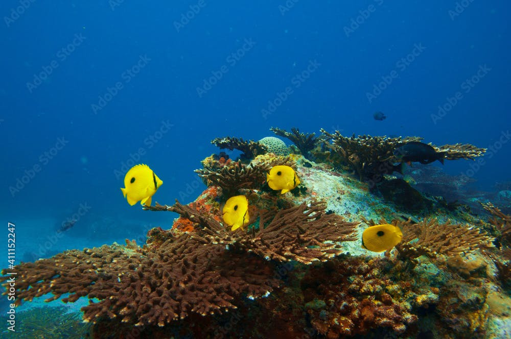 Tropical fish Zanzibar Butterflyfish  (Chaetodon zanzibarensis) swimming over the stony coral reef with blue water