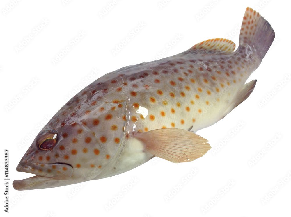 Grouper fish,rock cod fish on white background,orange spotted grouper 