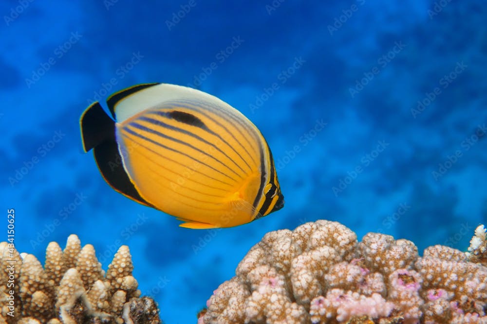 Coral fish Exquisite butterflyfish (Chaetodon austriacus) - Red Sea