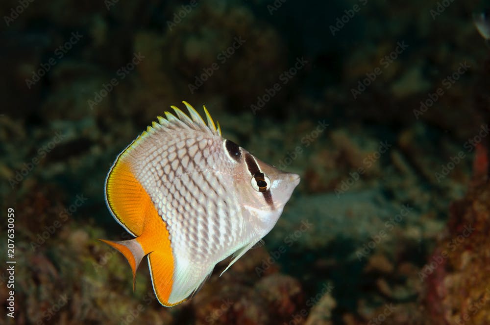 Butterfly fish, Chaetodon madagaskariensis, Flores Indonesia