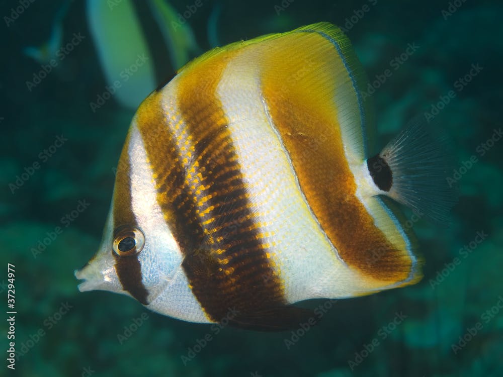 Reef fish Coradion altivelis