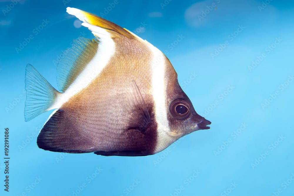 Phantom Bannerfish (Heniochus pleurotaenia)