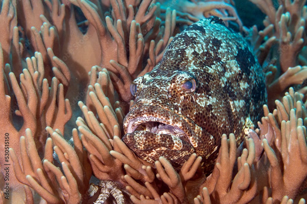 Malabar grouper, Epinephelus malabaricus, Raja Ampat Indonesia.