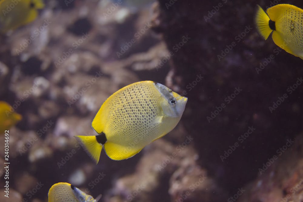 Millet Butterflyfish on Coral Reef