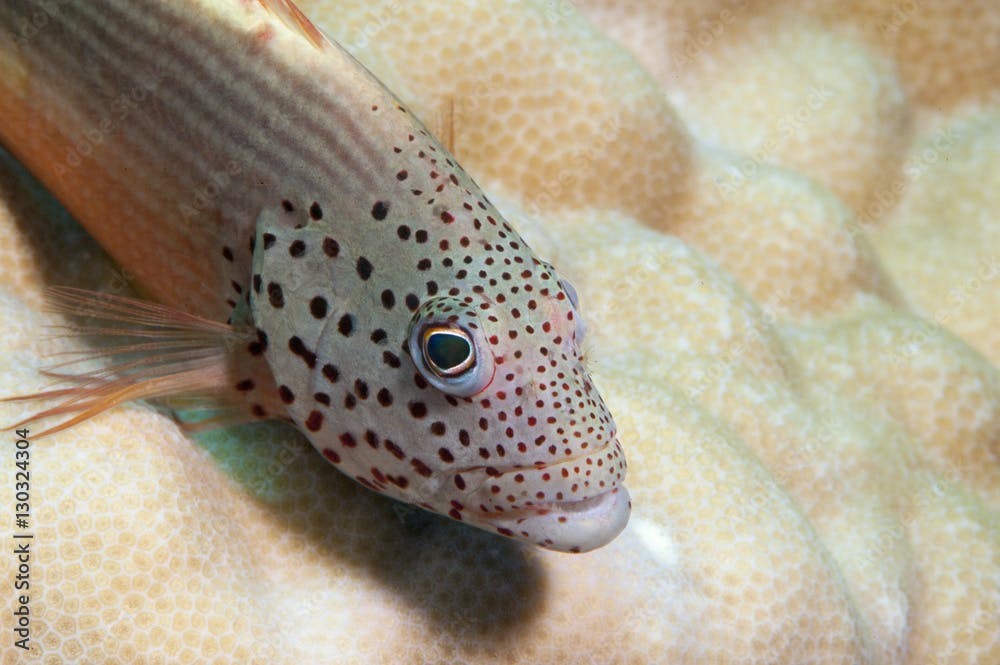 Freckled grouper (Cephalopholis microprion), Sulawesi, Indonesia