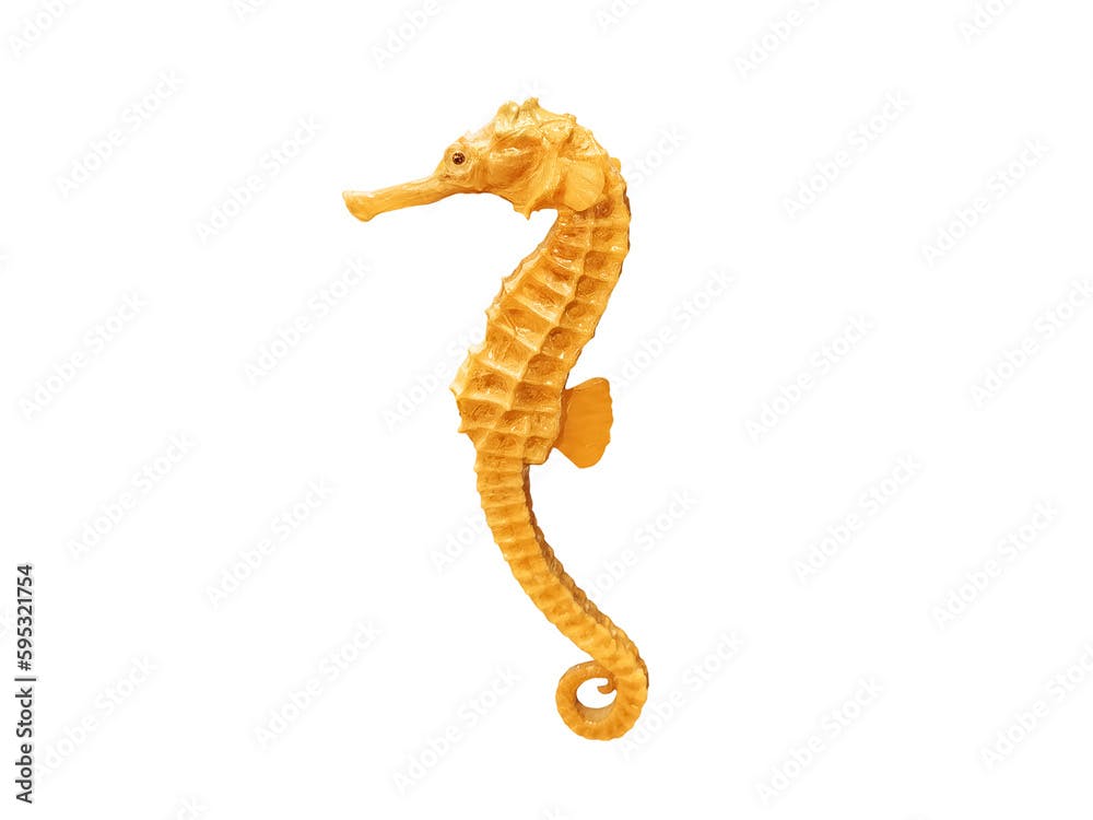 Mummified Sea Horse (seahorse) isolated PNG transparent