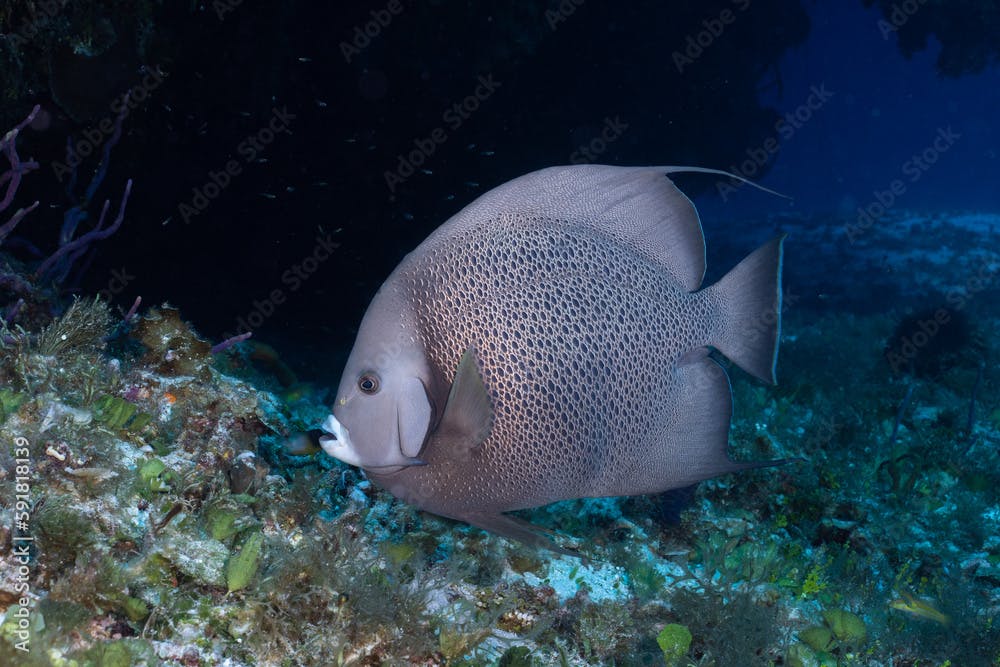 Gray angelfish on the reef