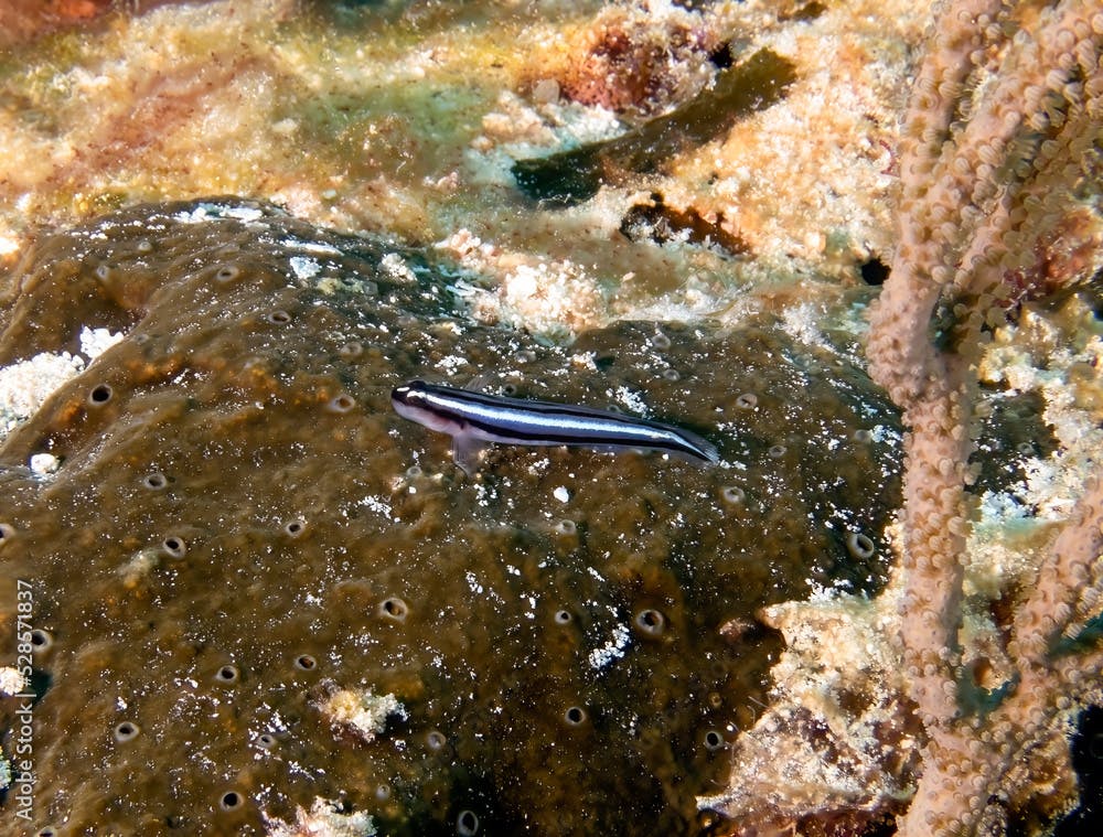A Blue Neon Goby (Elacatinus oceanops) in Cozumel, Mexico