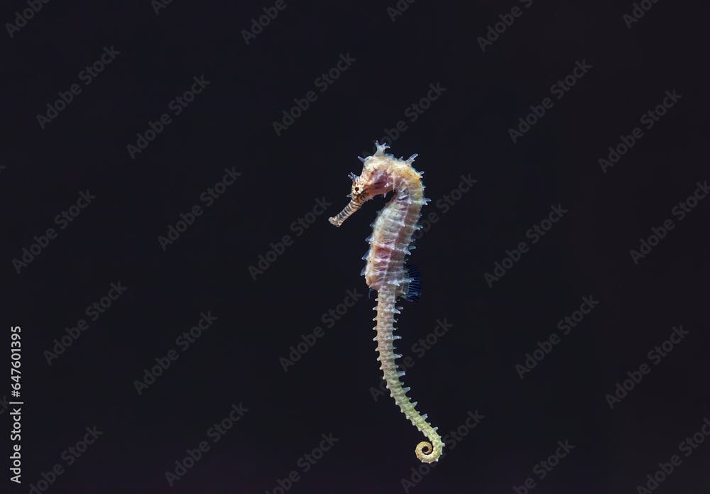 Barbours seahorse swimming in sea by black background. Cute Hippocampus barbouri in aquarium, side view