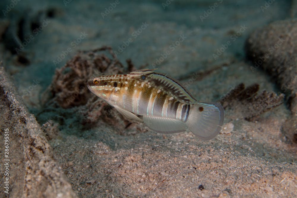 Amblygobius phalaena, the Sleeper Banded goby,white-barred goby, is a species of goby native to tropical reefs of the western Pacific Ocean