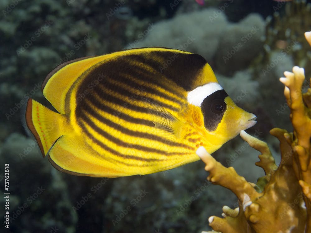 Coral fish Diagonal butterflyfish